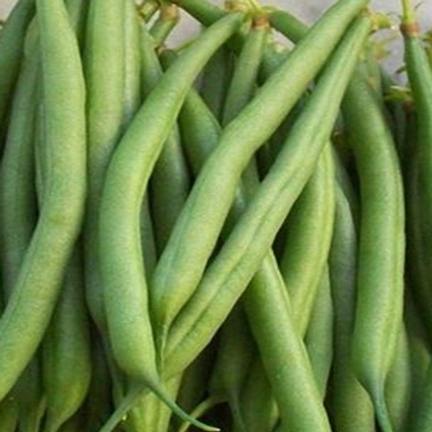 Dwarf French Bean - Faraday - Seed Megastore - sku 318