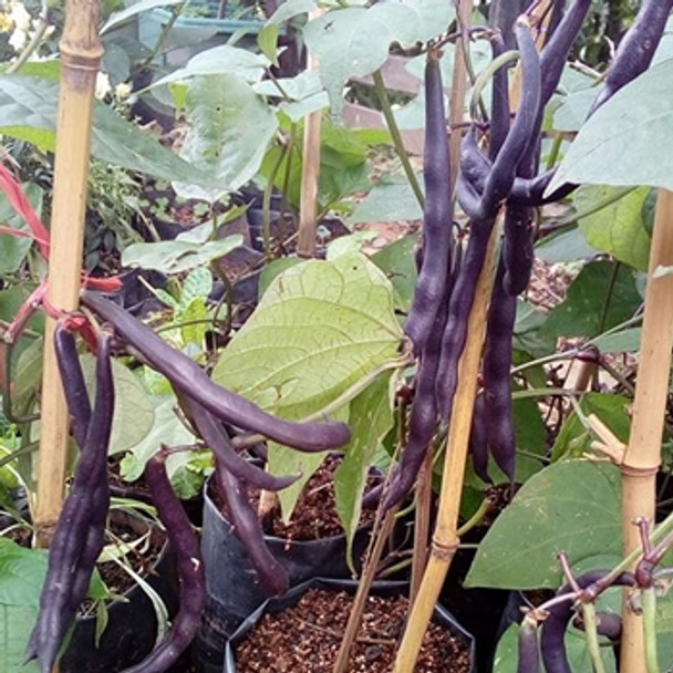 Dwarf French Bean - Purple Queen - Seed Megastore - sku 332