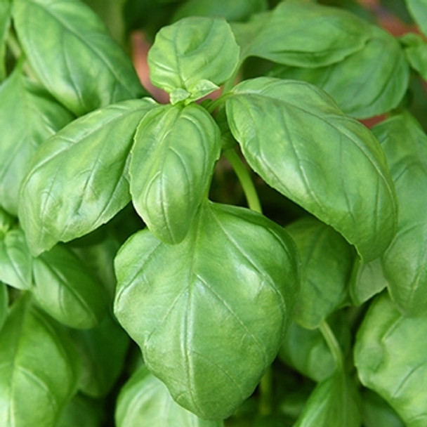 Herb - Basil Gustosa - Seed Megastore - sku 382