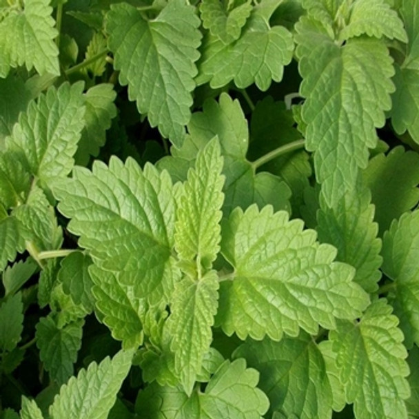 Herb - Catnip - Seed Megastore - sku 409