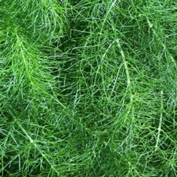 Herb - Fennel Common - Seed Megastore - sku 419