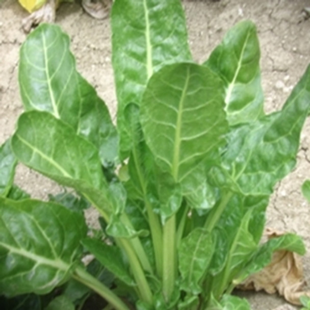 Beet Leaf - Erbette - seed megastore - sku 29