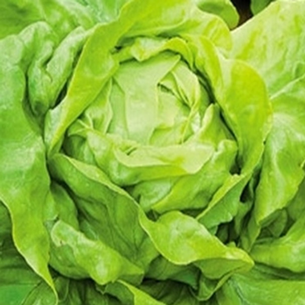 Lettuce - Butter crunch - Seed Megastore - sku 538