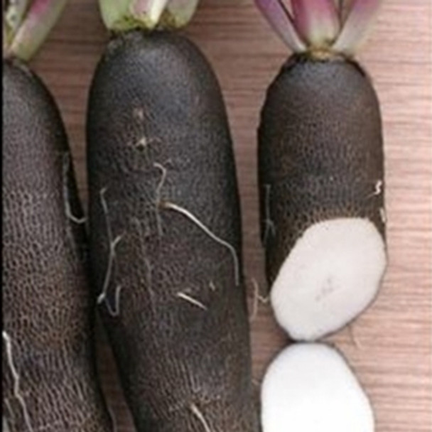 Radish - Black Spanish Long - Seed Megastore - sku 778