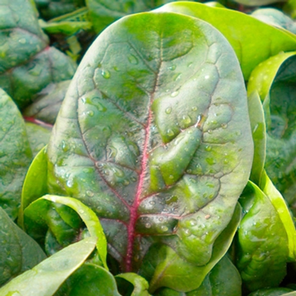 Spinach - F1 Rubino - Seed Megastore - sku 832