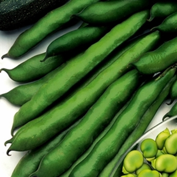 Broad Bean -Imperial Green Longpod - Seed Megastore - Sku 90