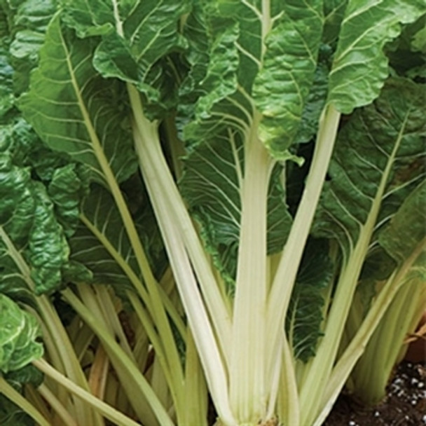 Beet Leaf - Swiss Chard Fordhook Giant - seed megastore - sku 39