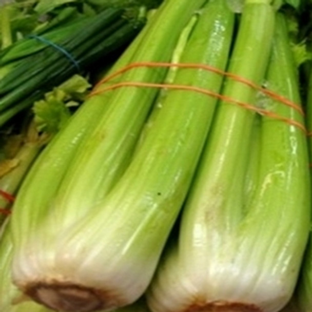 Celery - Golden Self Blanching - Seed Megastore - Sku 272