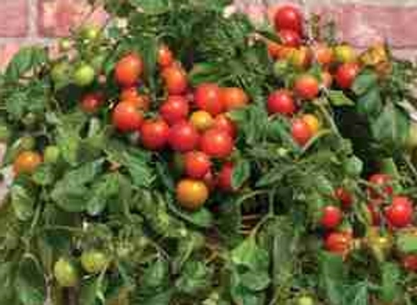  Tomato F1 Cherry Falls- 10 Seeds