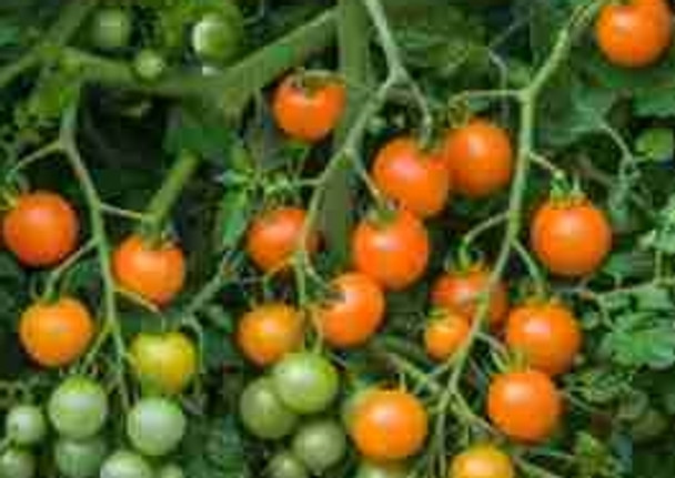 Tomato F1 Orangeto - 10 Seeds