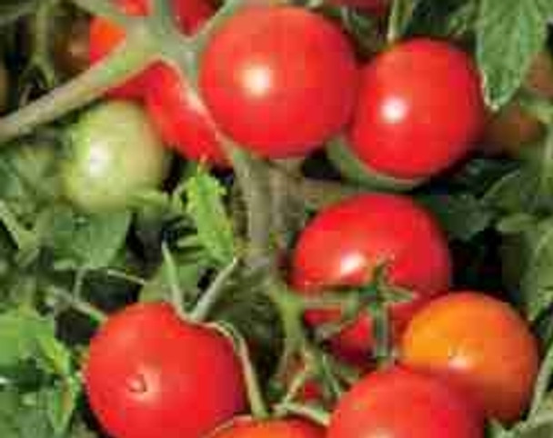 Tomato F1 Red Profusion - 10 Seeds