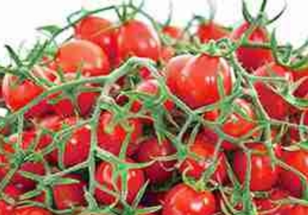 Tomato F1 Allure - 10 Seeds