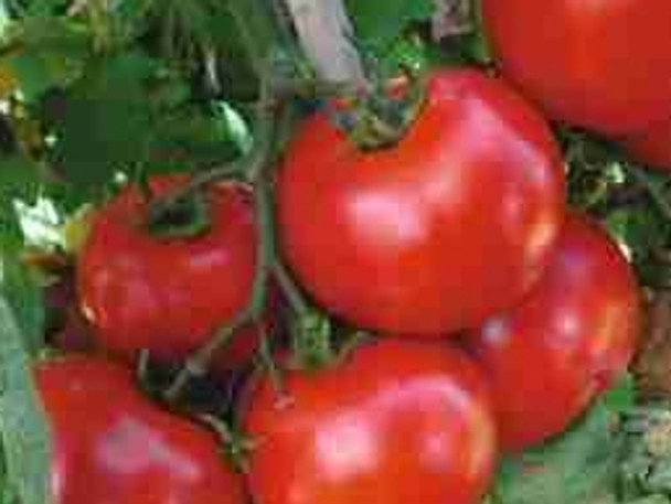 Tomato F1 Altedo - 10 Seeds