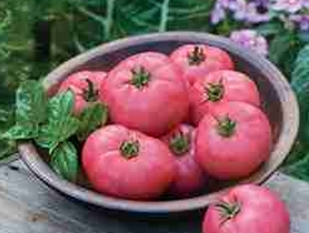 Tomato F1 Big Pink - 10 Seeds