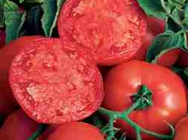 Tomato F1 BushSteak - 10 Seeds