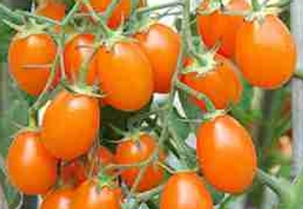 Tomato F1 Golden Ruby - 10 Seeds