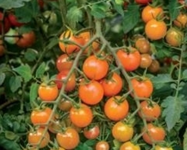Tomato F1 Honeycomb - 10 Seeds