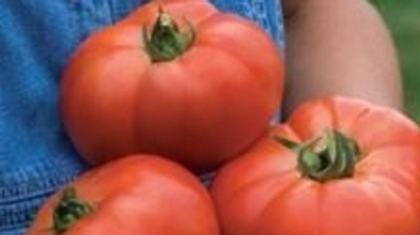 Tomato F1 Knockout - 10 Seeds