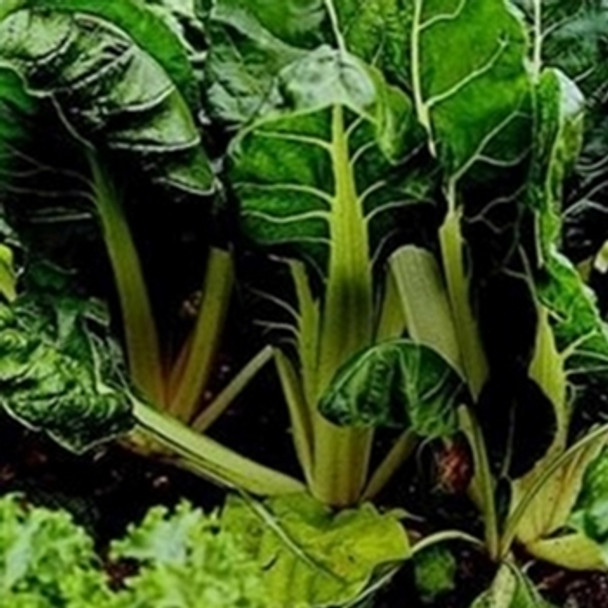 Beet Leaf - Swiss Chard White Silver  - sku 40 - Seed Megastore