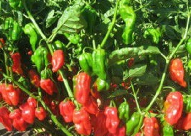 Hot Pepper F1 Habahot - 5 Seeds