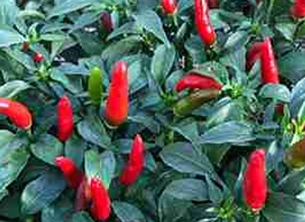 Hot Pepper F1 Quickfire - 5 Seeds