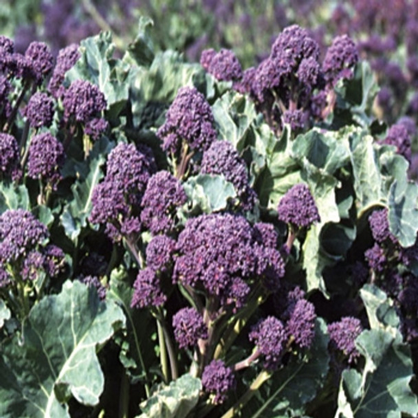 Broccoli - Purple Sprouting Rudolph - Seed Megastore - sku 107