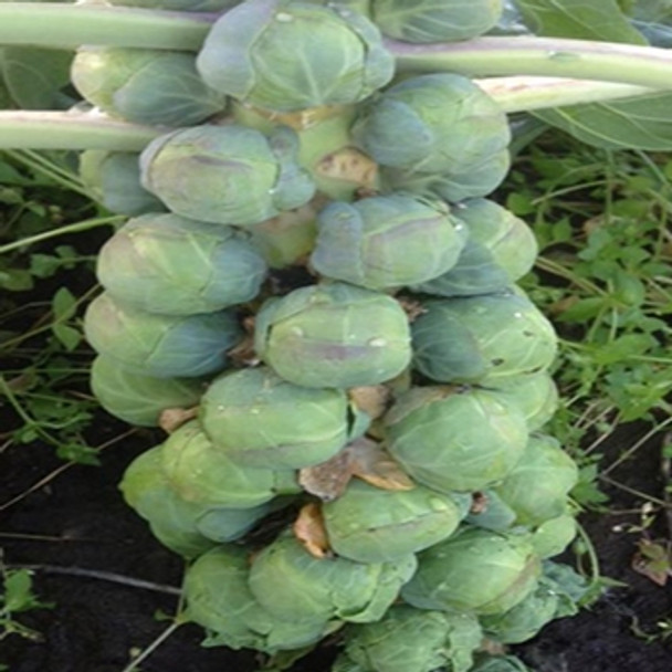 Brussels Sprout -F1 Abacus - seed megastore sku 119