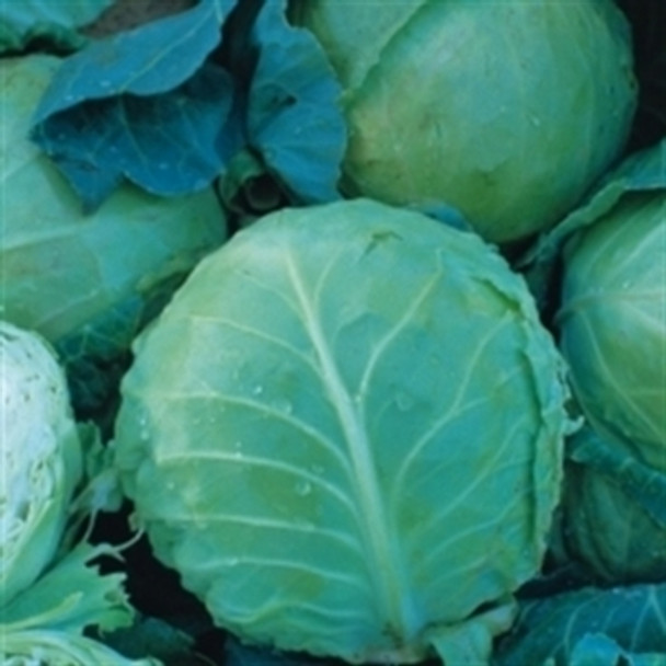 Cabbage - Holland Late Winter - seed megastore - sku 139