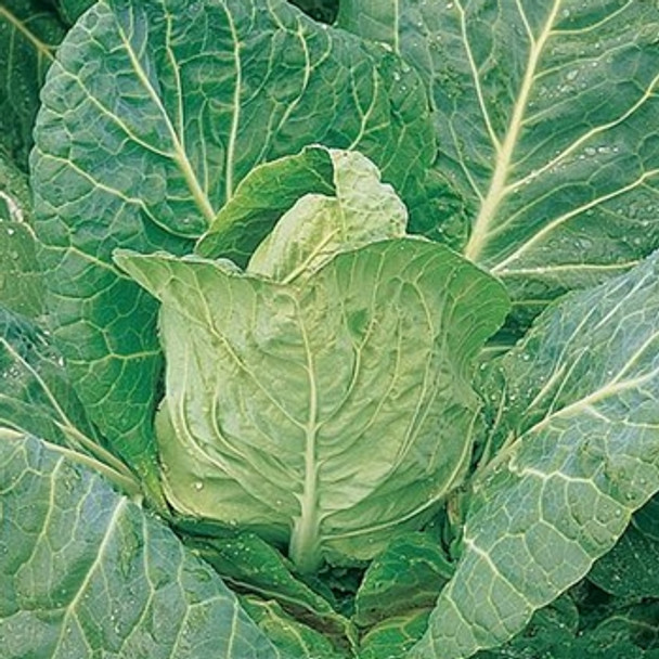 Cabbage - Durham Early - Seed Megastore - sku 149
