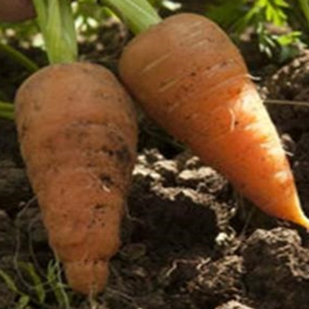 Carrot - RedCore - Chantenay - Seed Megastore - Sku 221