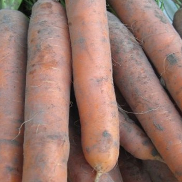 Carrot - Octavo - Seed Megastore - Sku 230