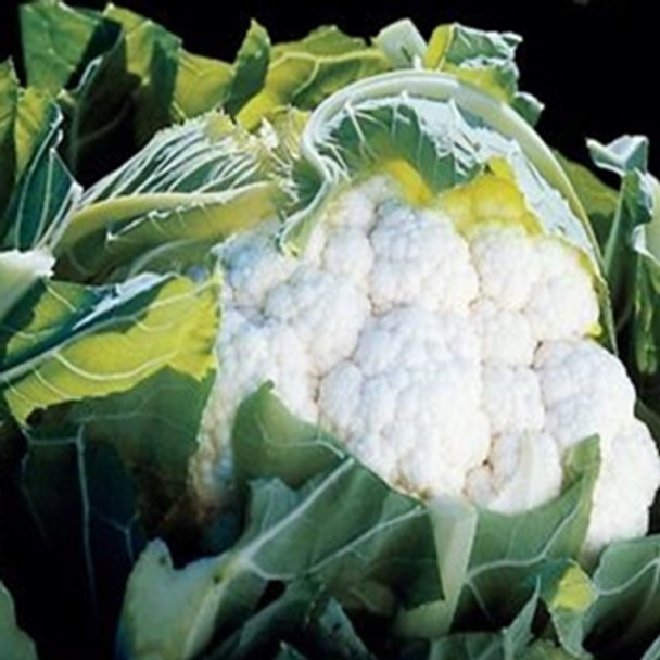 Cauliflower -Aviron - Seed Megastore - Sku 239