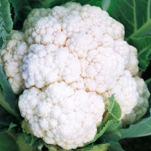 Cauliflower -  White Excel - Seed Megastore - Sku 244