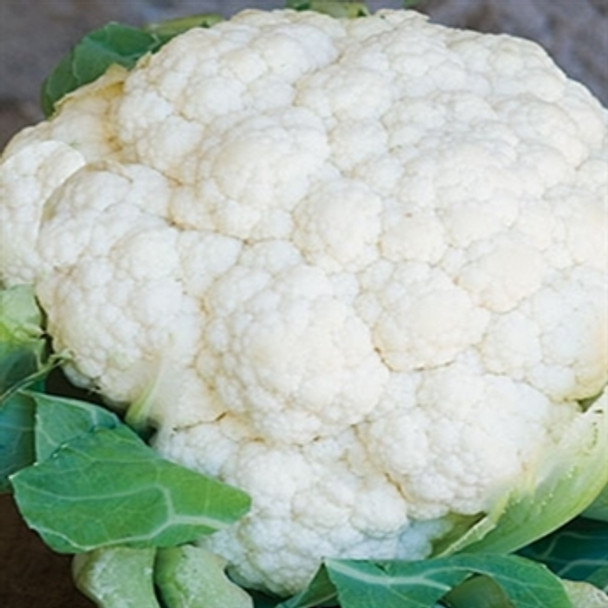 Cauliflower - Snowball - Seed Megastore - Sku 246