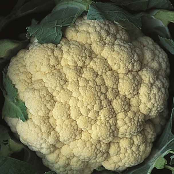 Cauliflower - Snow March - Seed Megastore - Sku 257