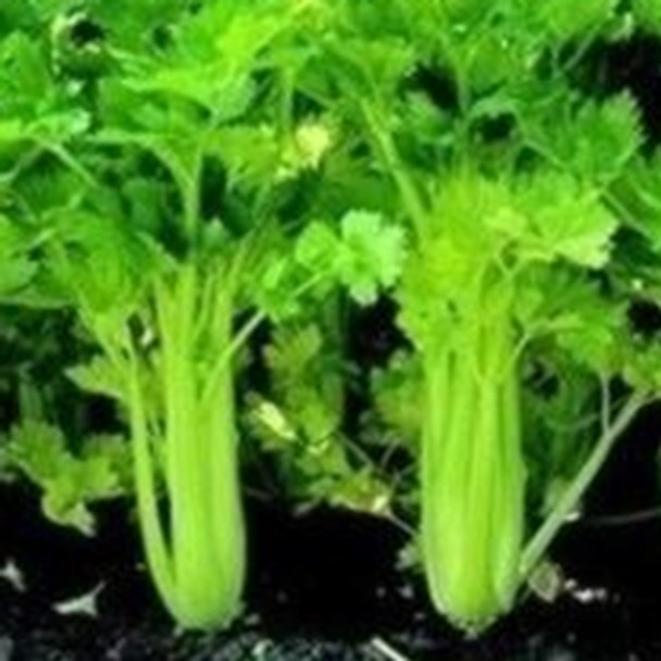 Celery - Celebrity - Seed Megastore - Sku 268