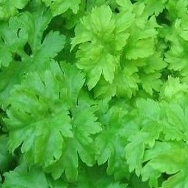 Celery - Green Soup - Seed Megastore - Sku 273