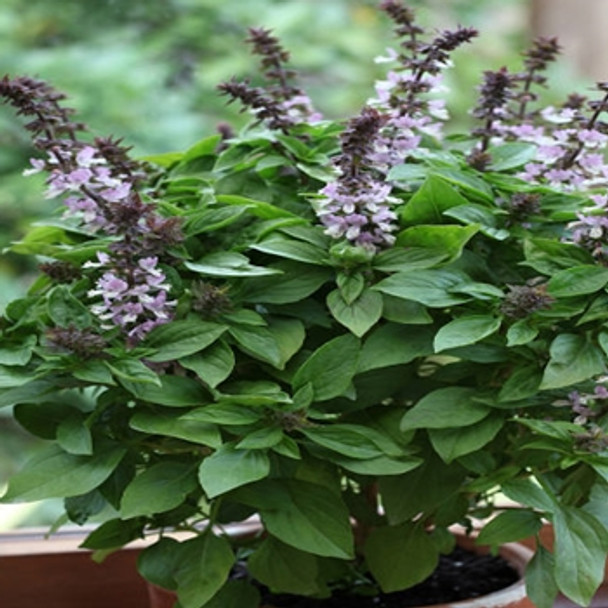 Herb - Basil Floral Spires Lavender - Seed Megastore - sku 362