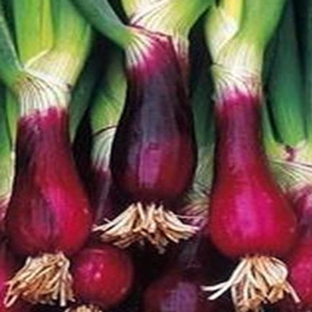 Herb - Welsh Onion Red - Seed Megastore - sku 453