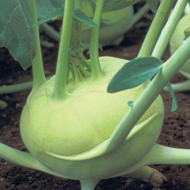 Kohl Rabi - F1 Quickstar -Seed Megastore - sku 463