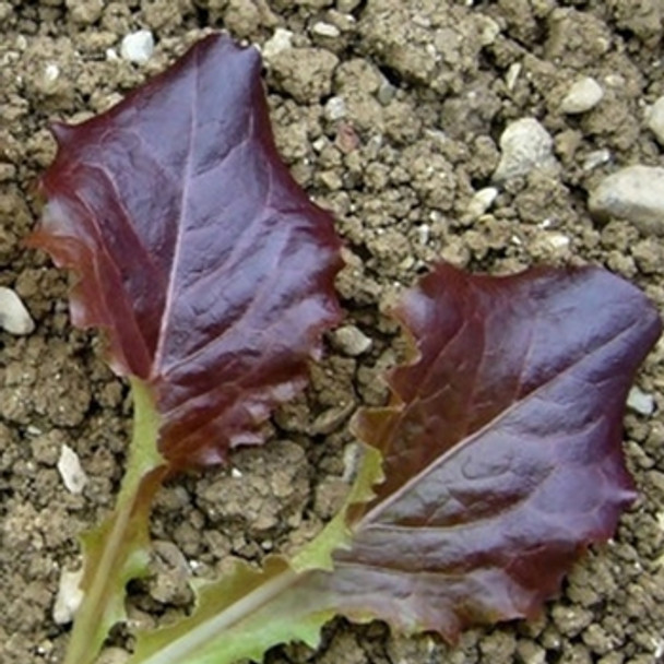Lettuce - Baby leaf -  Copacabana sku 485
