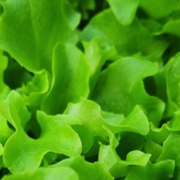 Lettuce Baby leaf - Larini - Seed megastore - sku 487