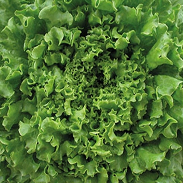 Lettuce - Maritima (split pills) - Seed Megastore - sku 493