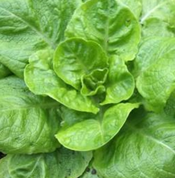 Lettuce - All Year Round - Seed Megastore - sku 494