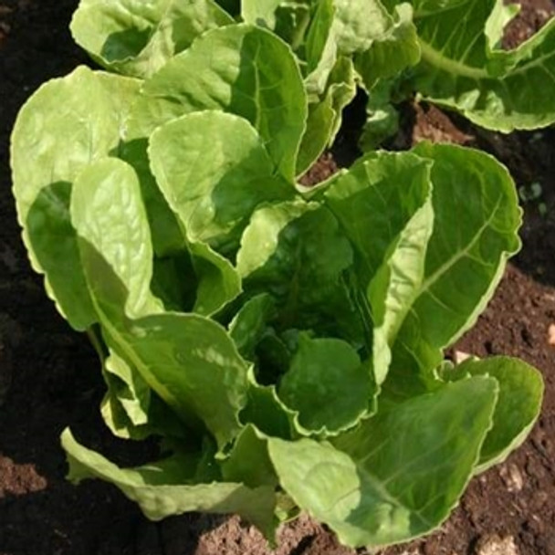 Lettuce - Tantan (split pills) - Seed Megastore - sku 509