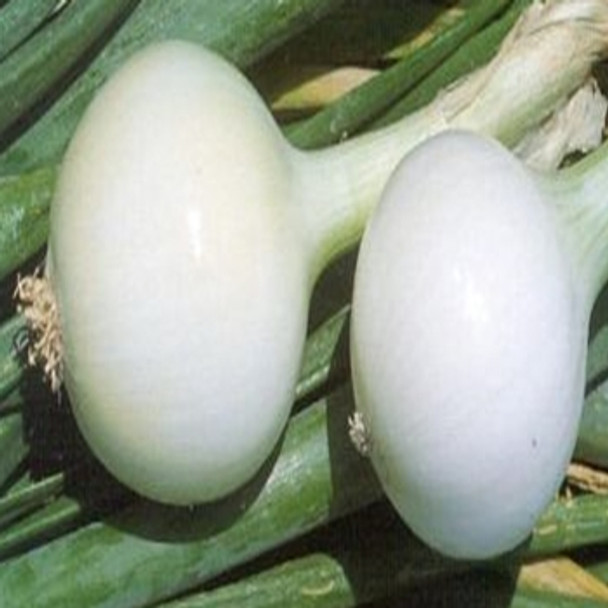 Onion - Kosma - Seed Megastore - sku 581