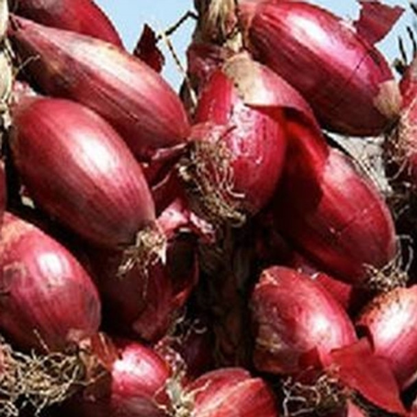 Onion - Simane - Seed Megastore - sku 584