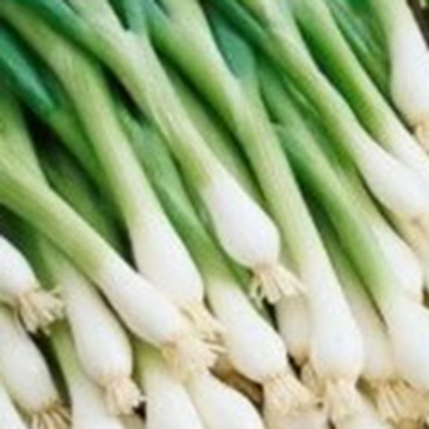 Onion - Entita - Seed Megastore - sku 588
