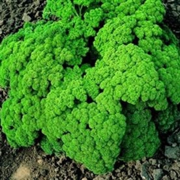 Parsley - Champion Moss Curled - Seed Megastore - sku 631