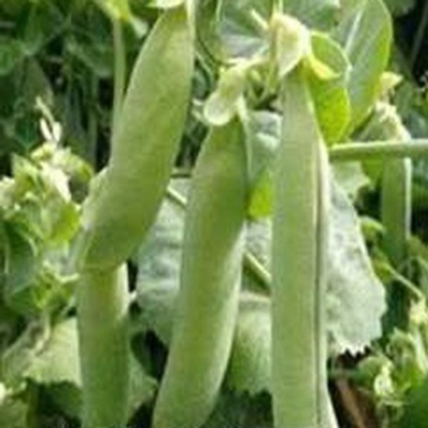 Pea - Oasis - Seed Megastore - sku 658